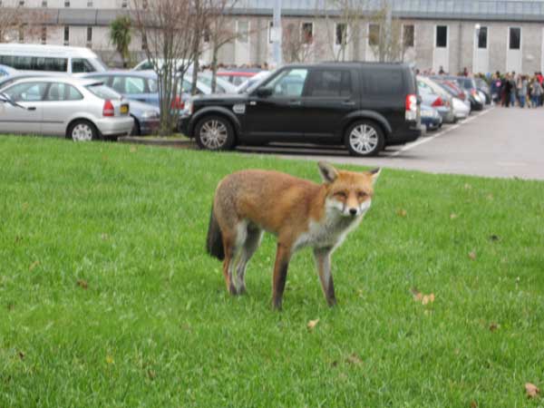 fox-for-wordpress