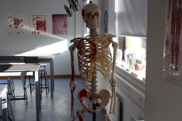 bones2