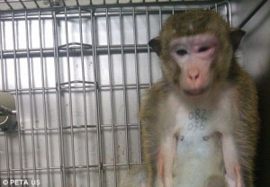 monkey