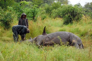 Rhinos poaching