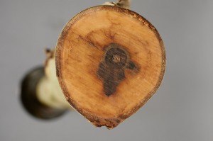 Ash Dieback