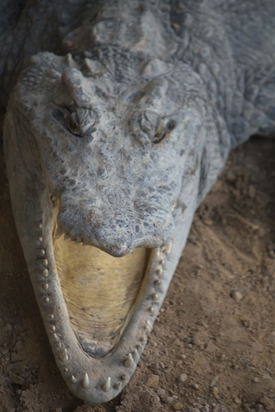 Cambodian crocodile