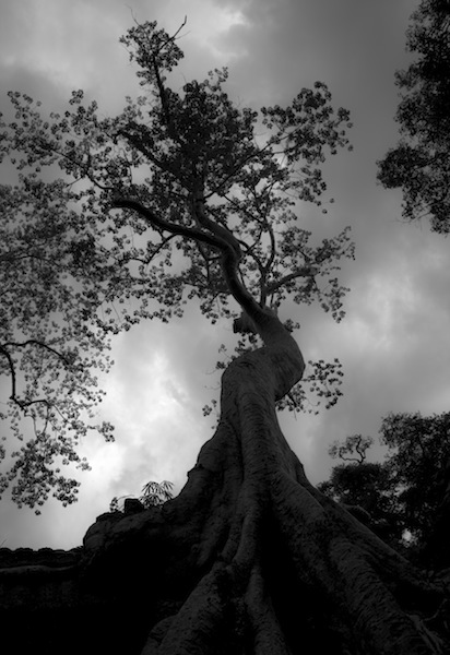 Tree Angkor Wat Cambodia