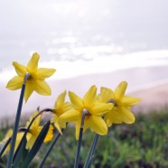 By Zhengfei Wang