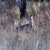new-forest-deer-620x310