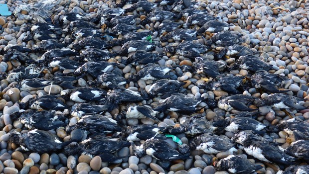 essays on chesil beach essays on chesil beach
