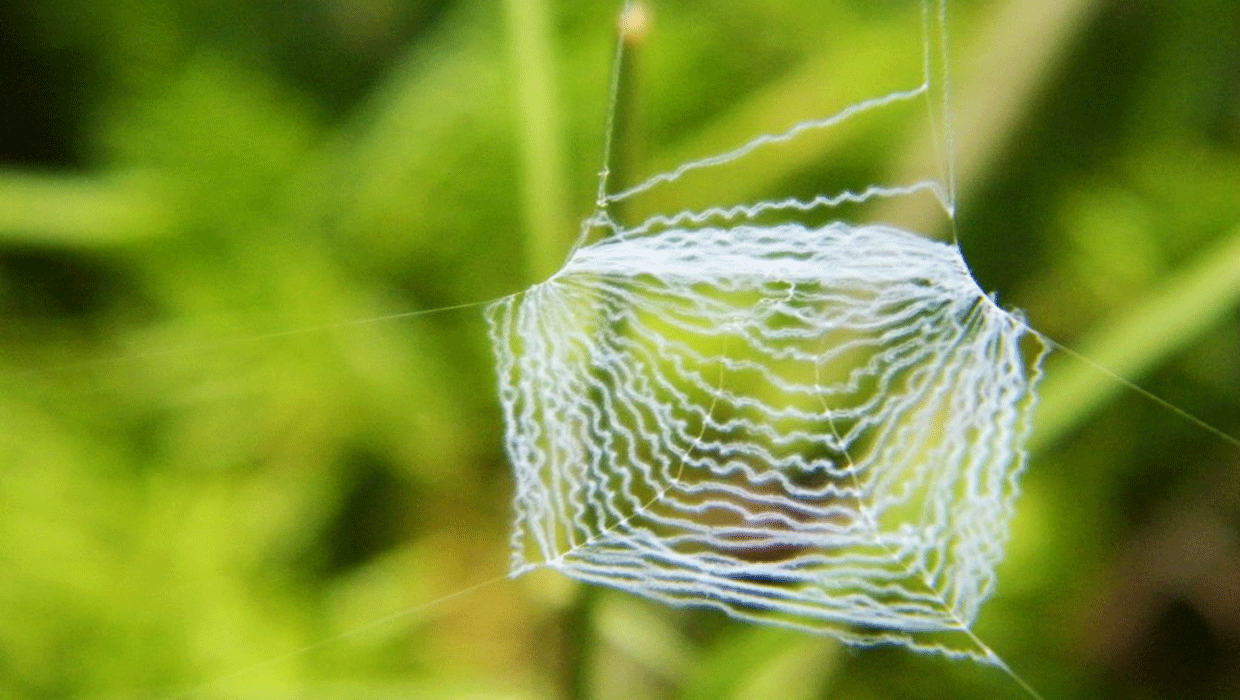 Spiders Silk