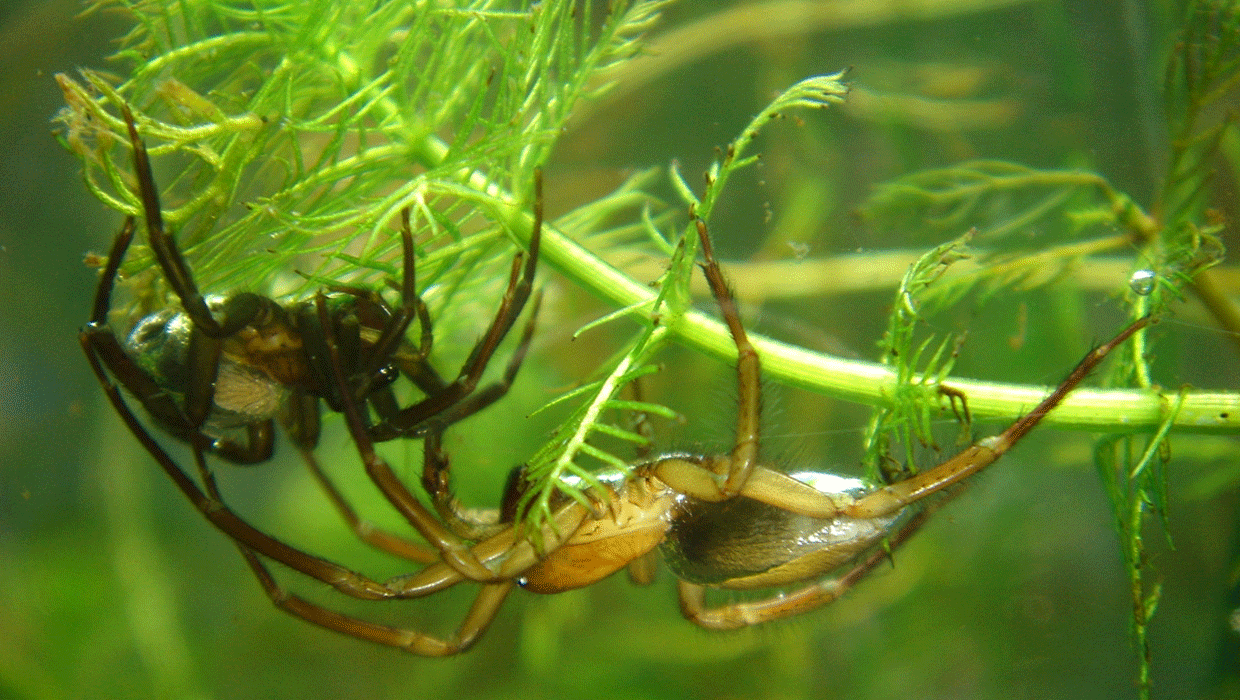 Swimming Spider