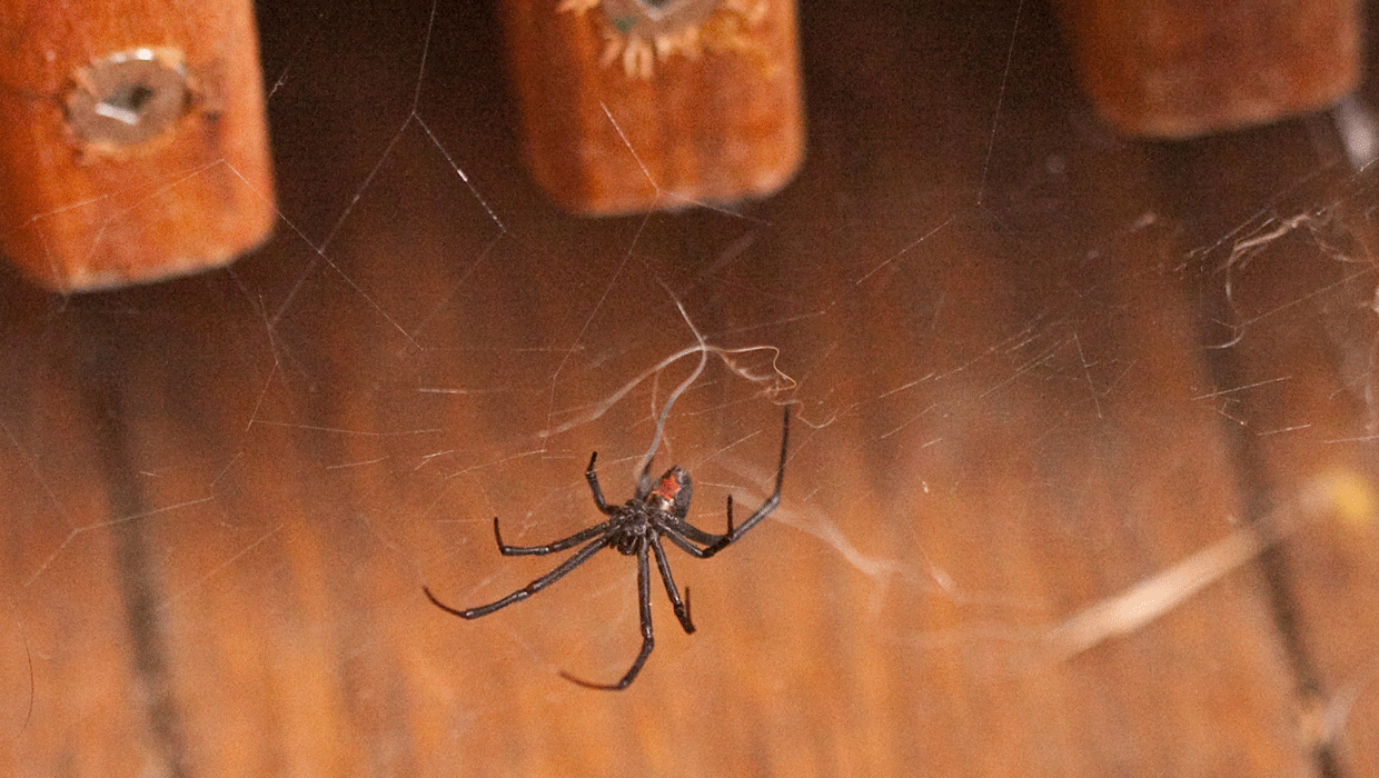 Flying spider