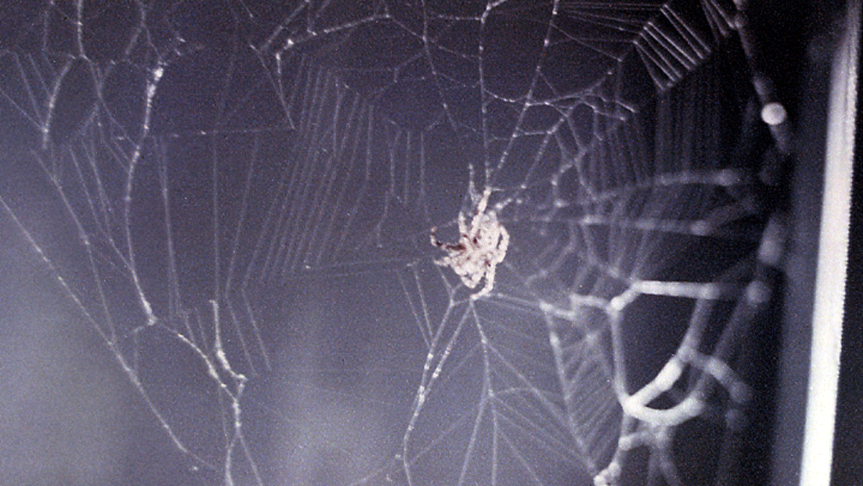 Spider in the space