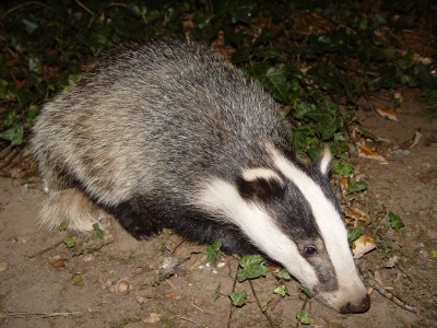 Badger-badgerresize