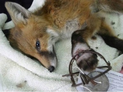 Fox caught in an illegal trap. Photo: courtesy Dorset Police