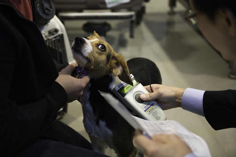 A dog being microchipped. Photo: Shawn Nickel