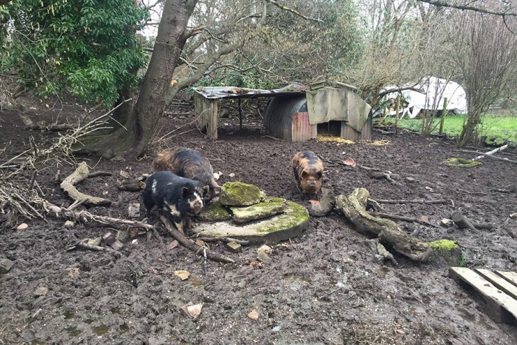 Pigs at Longed Community Farm