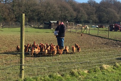 Feeding the chickens at Holtwood Community Farm