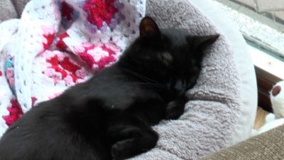 A photo of one of the cats at Pause cat cafe in Bournemouth