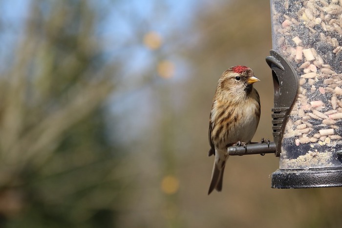 Bird Watching