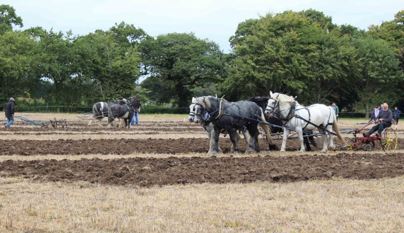 Working Horses at Joint Ploughing Match