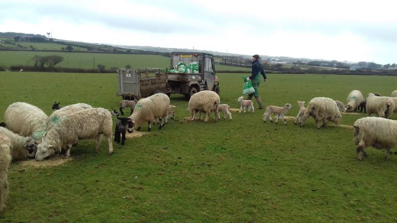 Sheep being fed on Cornish farm