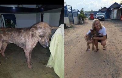 Before and after picture of a rescue dog with Laura Davison