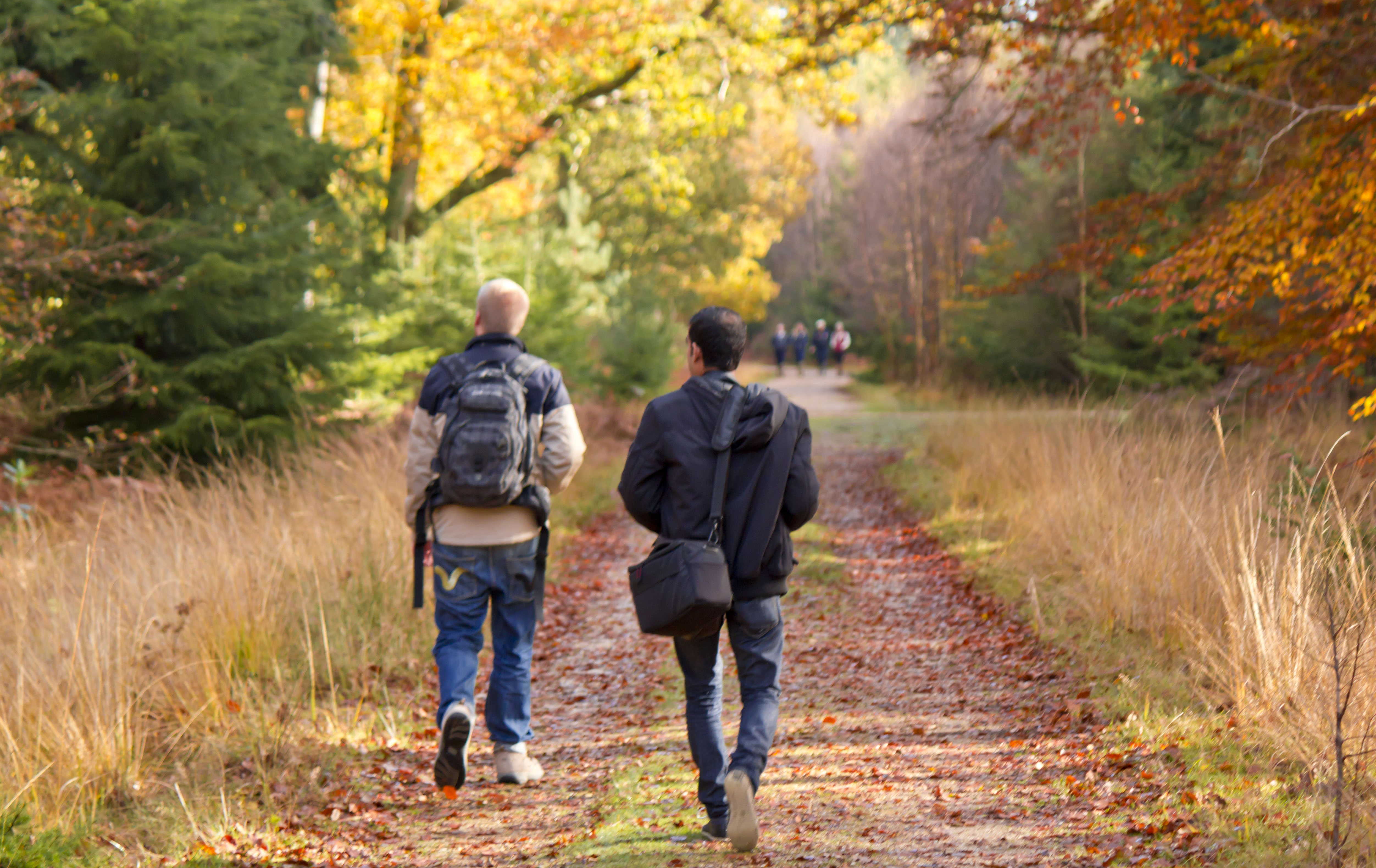 Autumn Season in New Forest