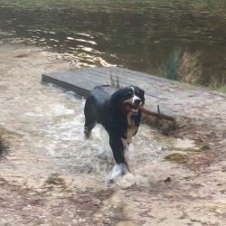 Bella in the lake