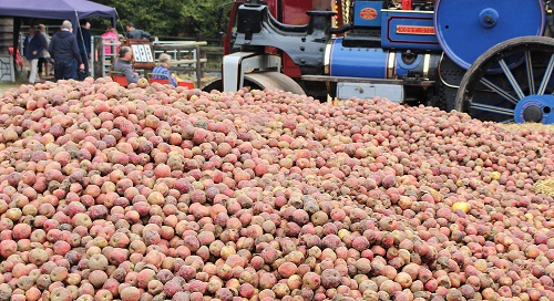 Apples at New Forest Cider