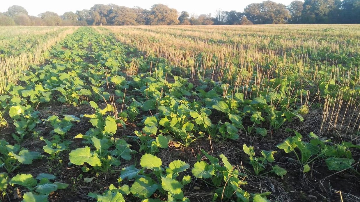 Oilseed rape crop