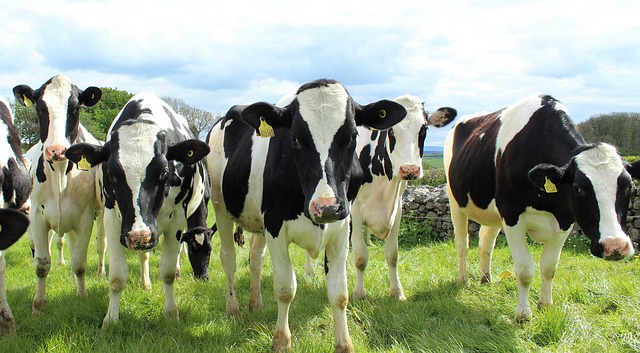 Friesian cattle