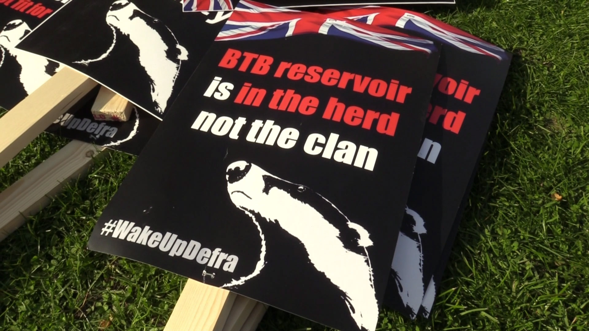 badger cull sign