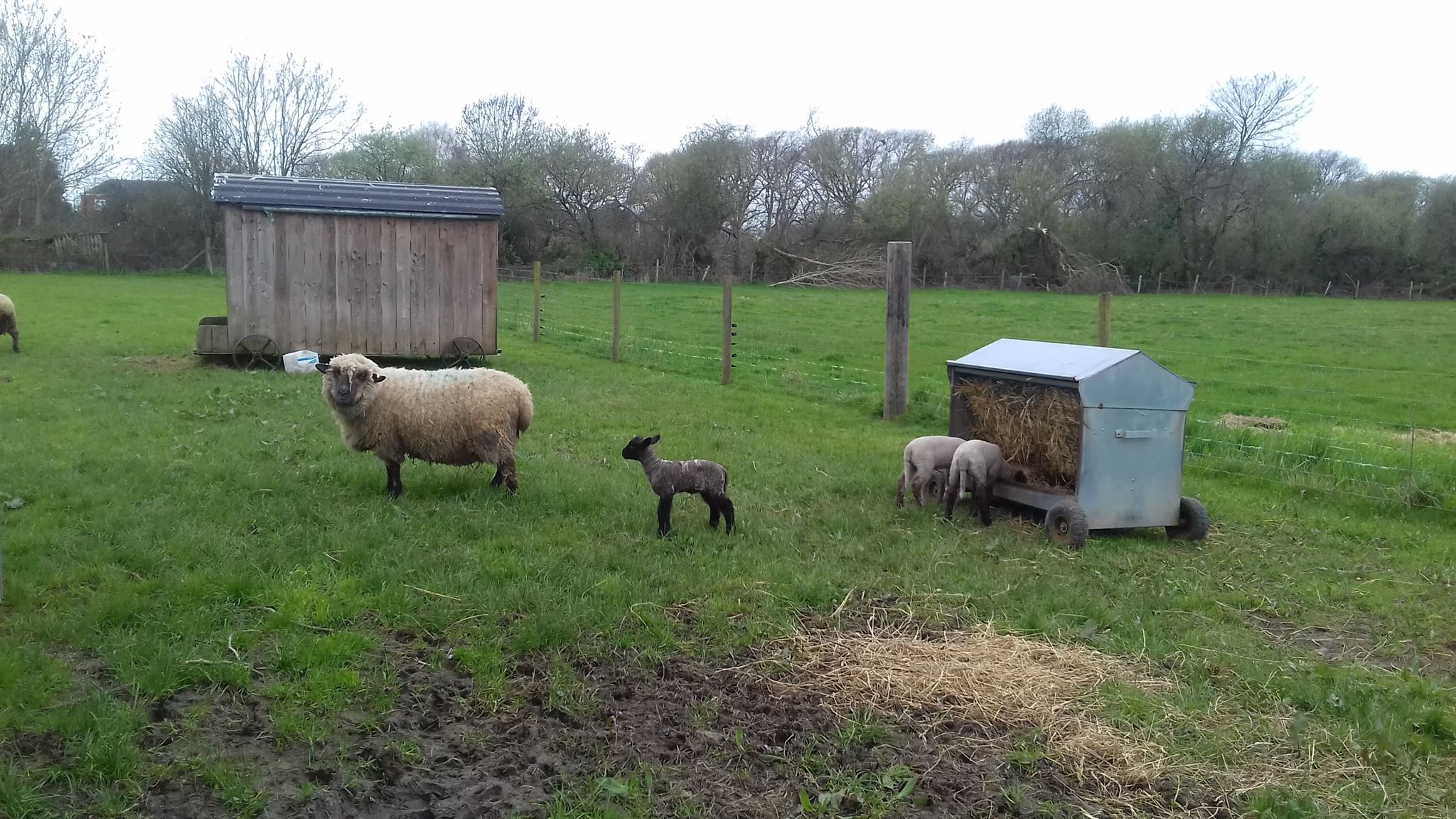 Sheep on New Milton farm