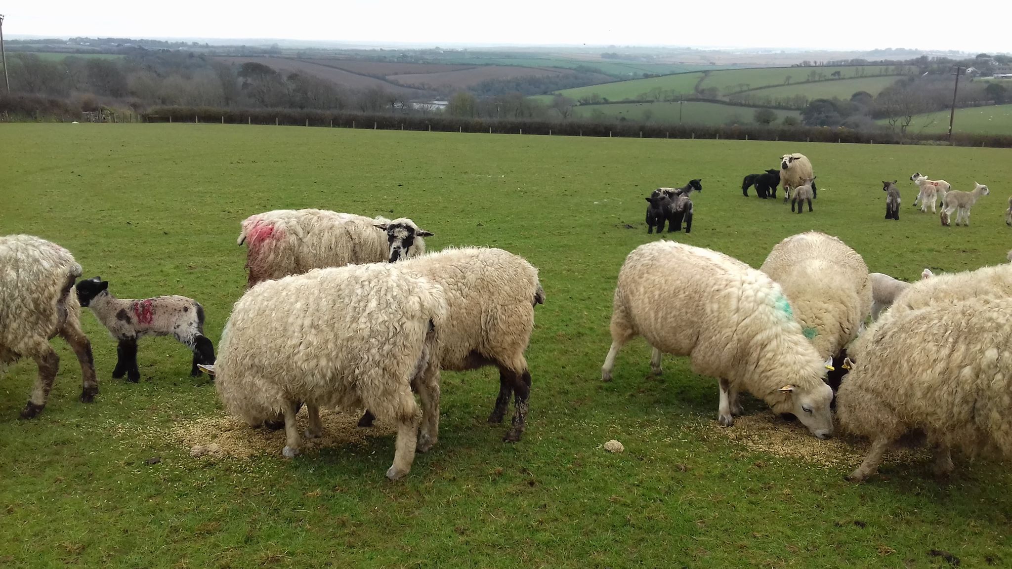 Sheep being fed