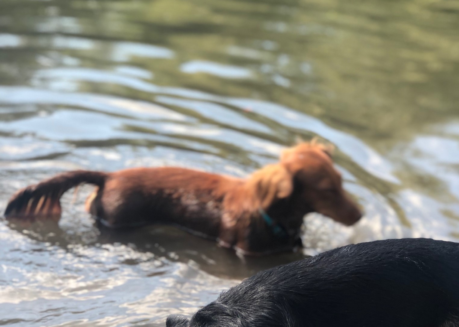 Dog in ND Park