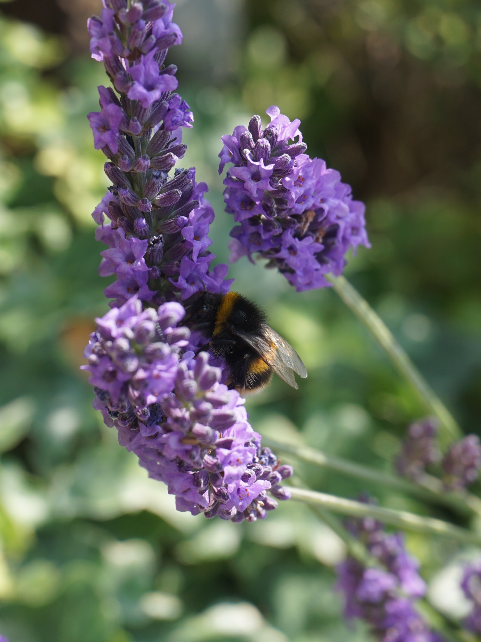 An Image of a Bumble bee on lavender