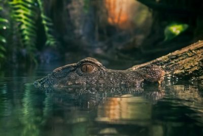 Picture of a crocodile