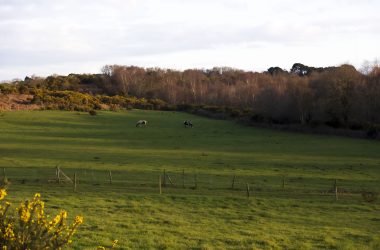 A view of Highmoor Farm